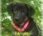 Small Photo #1  Breeder Profile in FREDERICKTOWN, OH, USA
