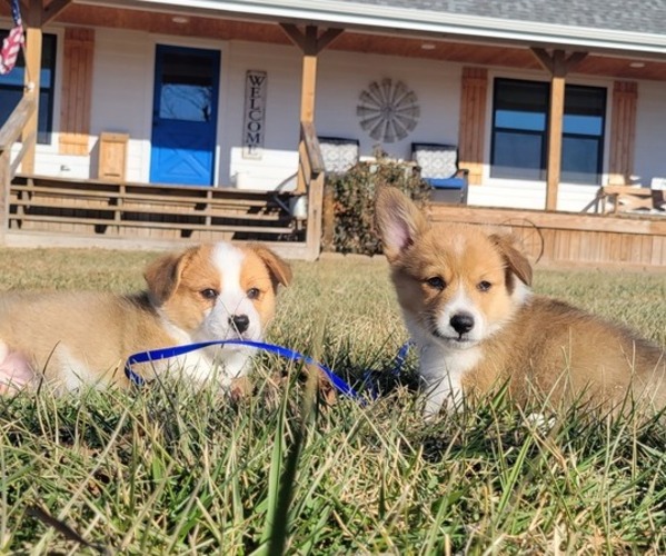 Medium Photo #18  Breeder Profile in AMERICUS, KS, USA