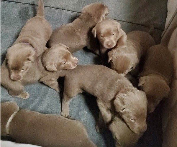 Medium Photo #18  Breeder Profile in FLAGLER, CO, USA