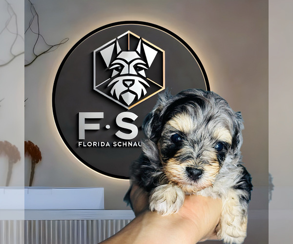 Medium Photo #24  Breeder Profile in KISSIMMEE, FL, USA