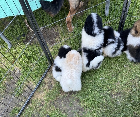 Medium Photo #1  Breeder Profile in HARKER HEIGHTS, TX, USA