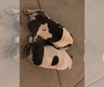 Small #17 Breeder Profile image