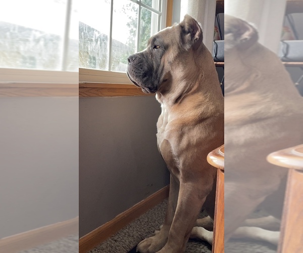 Medium Photo #1  Breeder Profile in INGLESIDE, IL, USA