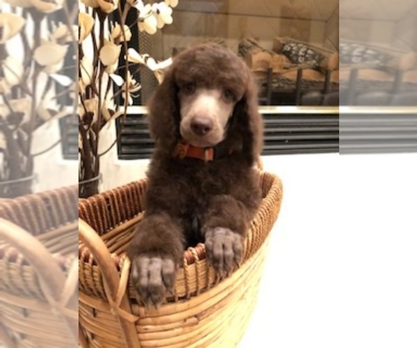 Medium Photo #11  Breeder Profile in CLOVIS, CA, USA