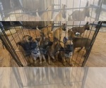 Small #1 Breeder Profile image