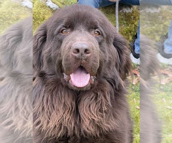 Medium Photo #1  Breeder Profile in BELLINGHAM, WA, USA