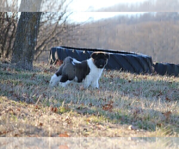 Medium Photo #4  Breeder Profile in STRAFFORD, MO, USA