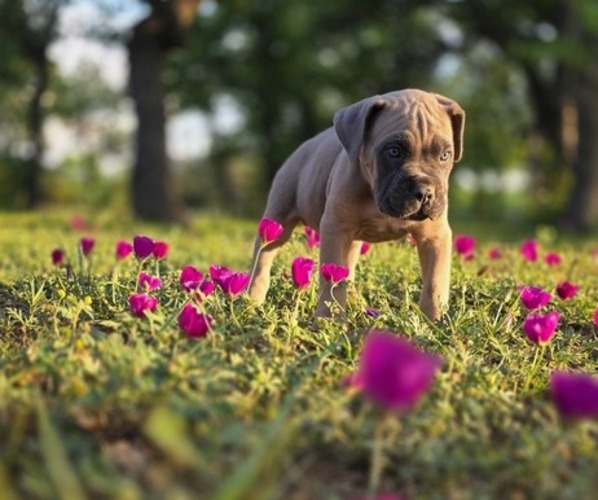 Medium Photo #21  Breeder Profile in BANGS, TX, USA