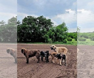 Irish Wolfhound Dog Breeder near MATHIS, TX, USA
