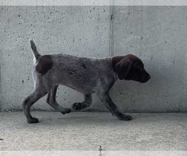 Medium Photo #7  Breeder Profile in STRAWBERRY POINT, IA, USA