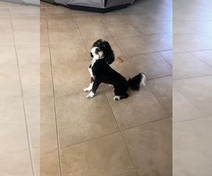 Bernedoodle Dog Breeder near CAPE CORAL, FL, USA