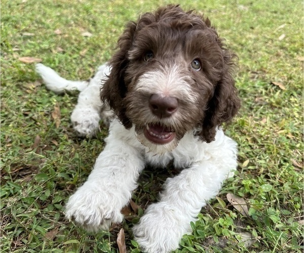 Medium Photo #1  Breeder Profile in BRANDON, FL, USA