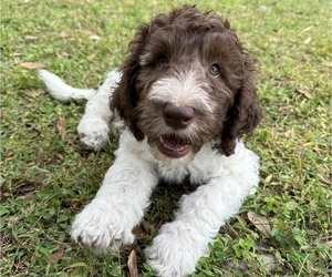 Aussiedoodle Dog Breeder in BRANDON,  USA