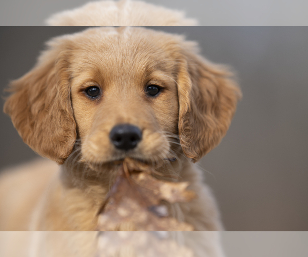 Medium Photo #8  Breeder Profile in ROWLEY, MA, USA