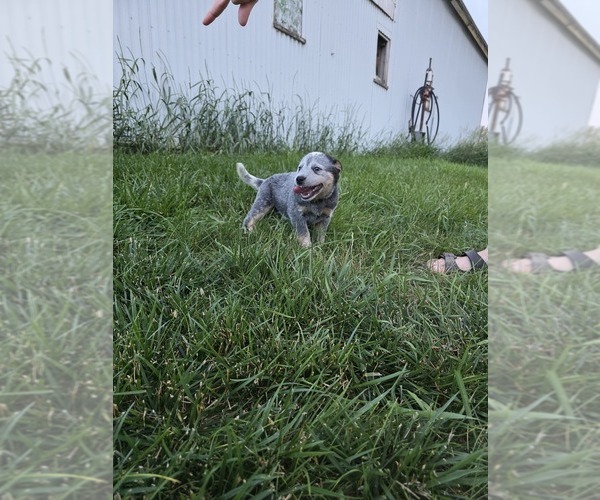 Medium Photo #14  Breeder Profile in HAWARDEN, IA, USA