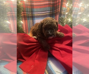 Poodle (Miniature) Dog Breeder near MATTOON, IL, USA