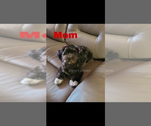 Medium Photo #3  Breeder Profile in PHOENIX, AZ, USA