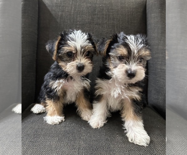 Medium Photo #12  Breeder Profile in MACON, GA, USA