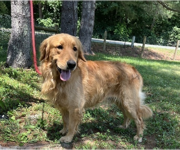 Medium Photo #70  Breeder Profile in NEOLA, WV, USA