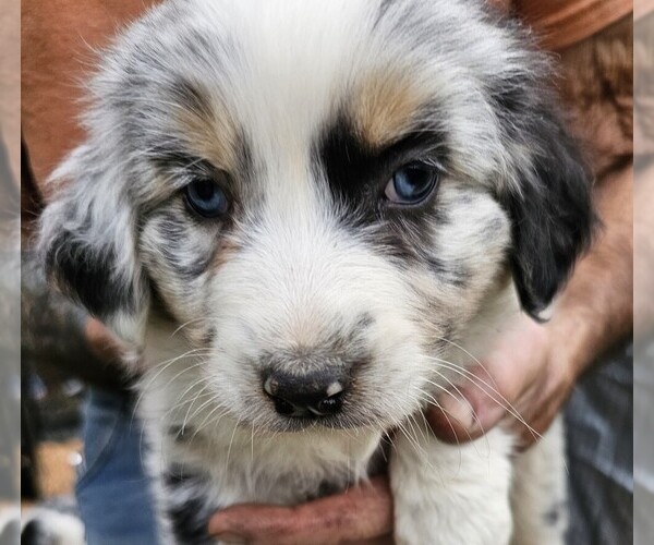 Medium Photo #5  Breeder Profile in ROSEBURG, OR, USA