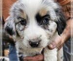 Small #4 Breeder Profile image