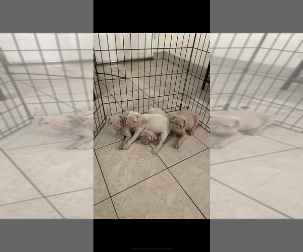 Medium Photo #3  Breeder Profile in SAN DIEGO, CA, USA