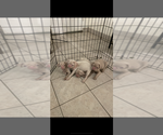 Small #2 Breeder Profile image