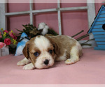 Small #81 Breeder Profile image