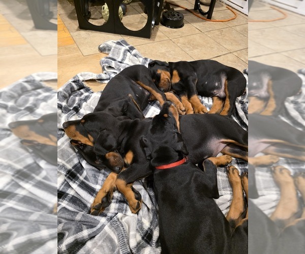 Medium Photo #12  Breeder Profile in NORTH SMITHFIELD, RI, USA