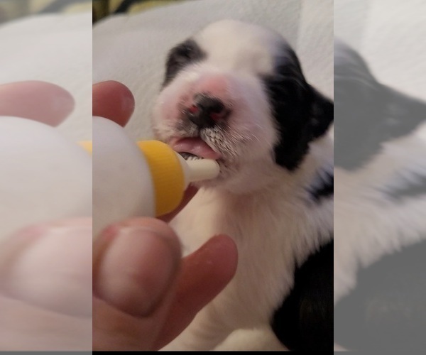 Medium Photo #27  Breeder Profile in AKRON, OH, USA