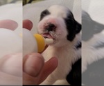 Small #26 Breeder Profile image