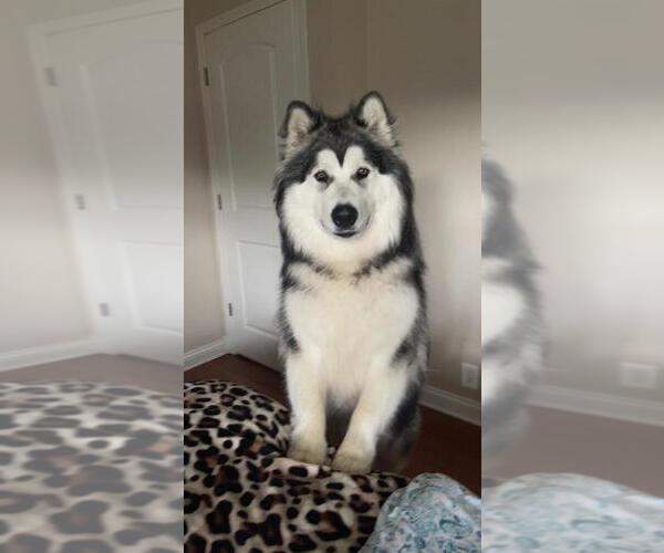 Medium Photo #1  Breeder Profile in OAK LAWN, IL, USA