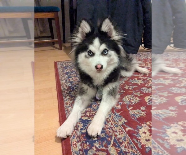 Medium Photo #19  Breeder Profile in VENUS, PA, USA