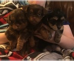 Small #12 Breeder Profile image