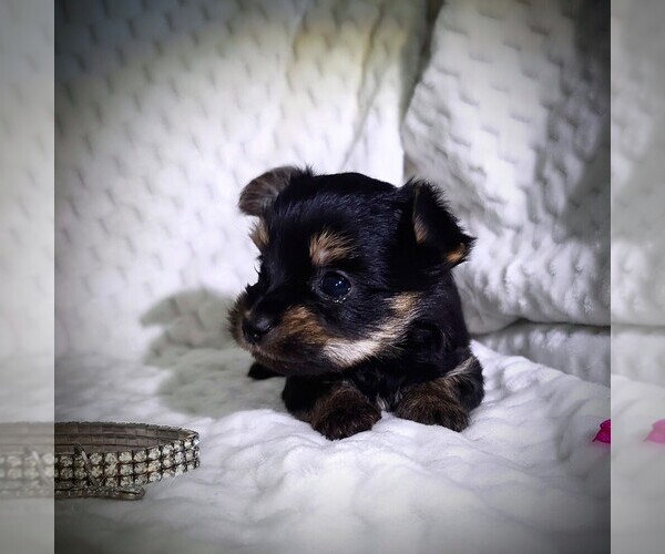 Medium Photo #2  Breeder Profile in ELBERTON, GA, USA