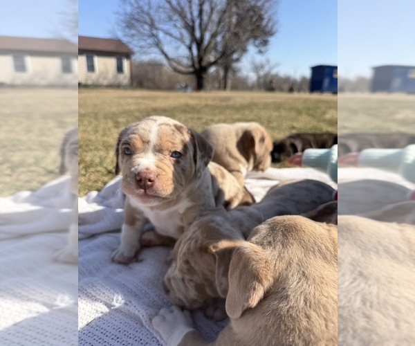 Medium Photo #25  Breeder Profile in GROVE CITY, MN, USA