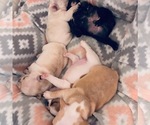 Small breeder photo