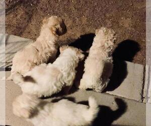 Poodle (Toy)-Pug Mix Dog Breeder in BUENA PARK,  USA