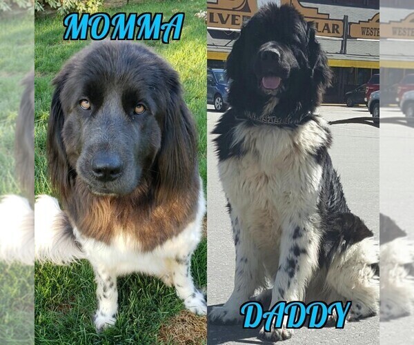 Medium Photo #1  Breeder Profile in FINLEY, WA, USA