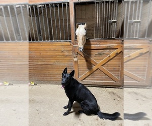 German Shepherd Dog Dog Breeder near ELIZABETH, PA, US