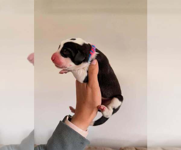 Medium Photo #7  Breeder Profile in INDIO, CA, USA
