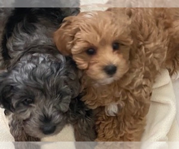 Medium Photo #1  Breeder Profile in LANCASTER, SC, USA