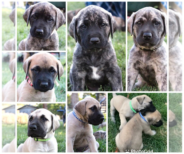 Medium Photo #1  Breeder Profile in PAYSON, UT, USA