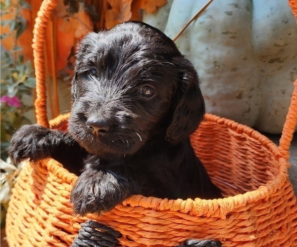 Medium Photo #12  Breeder Profile in WACO, TX, USA