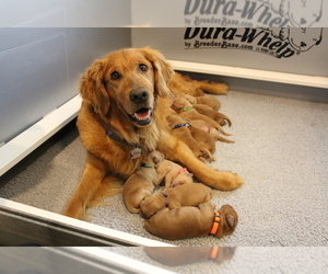 Golden Retriever Dog Breeder near LOGAN, UT, USA