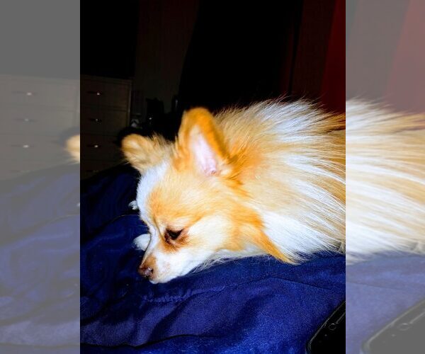 Medium Photo #1  Breeder Profile in ALBUQUERQUE, NM, USA