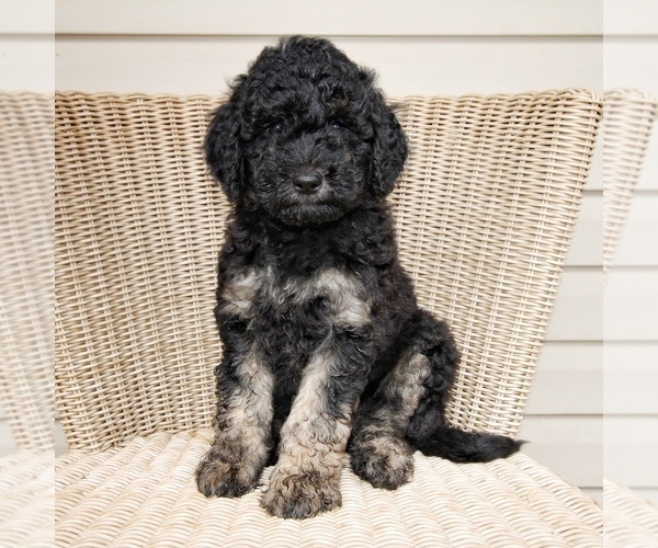 Medium Photo #1  Breeder Profile in STACY, MN, USA