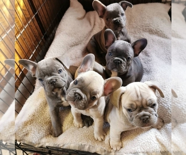 Medium Photo #1  Breeder Profile in Anola, Manitoba, Canada