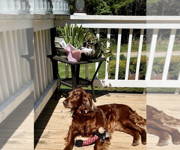 Medium Photo #2  Breeder Profile in EDWARDS CROSSROADS, NC, USA
