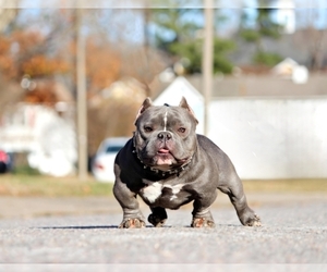 American Bully Dog Breeder near CHESAPEAKE, VA, USA
